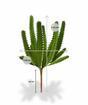 Euphorbia künstlicher Kaktus 20 cm