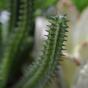Euphorbia künstlicher Kaktus 20 cm