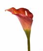 Künstliche Blume Calla orange 55 cm