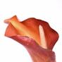 Künstliche Blume Calla orange 55 cm