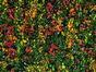 Künstliche Blumentafel Leucadendron - 50x50 cm50