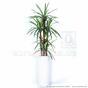 Künstliche Dracena-Pflanze gefüttert mit 140 cm