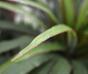 Künstliche Dracena-Pflanze gefüttert mit 50 cm