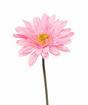 Künstliche Gerbera-Blume rosa 60 cm