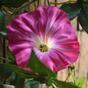 Künstliche Girlande Petunie rosa 180 cm