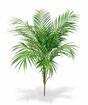 Künstliche Palme Areca 80 cm