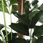 Künstliche Palme Fischschwanz 165 cm