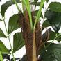Künstliche Palme Fischschwanz 165 cm