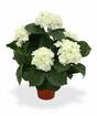 Künstliche Pflanze Hortensie Creme 45 cm