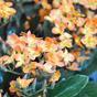 Künstliche Pflanze Kalanchoa orange 30 cm