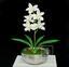 Künstliche Pflanze Orchidea Cymbidium Creme 50 cm