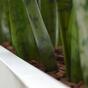 Künstliche Pflanze Svokrine Zungen 80 cm