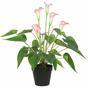 Künstliche Pflanze Weiß-Rosa Calla 50 cm
