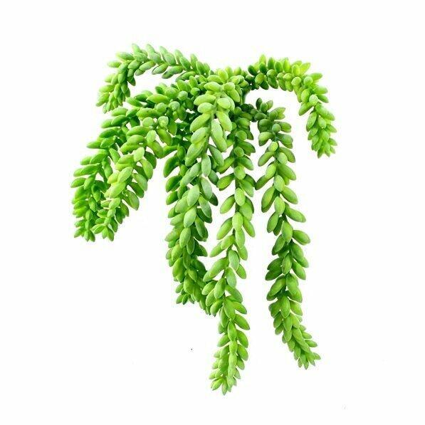 Künstliche Ranke Morganov Fetthenne 25 cm