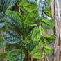 Künstliche Ranke Potosovec 60 cm