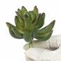 Künstliche saftige Echeveria grün 10 cm