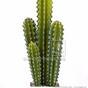 Künstlicher Kaktus San Pedro 55 cm