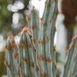 Künstlicher Kaktus Tetragonus Brown 35 cm