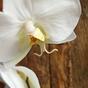 Künstlicher Orchideenzweig weiß 55 cm