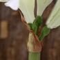 Künstlicher Zweig Amaryllis weiß 55 cm