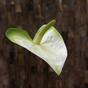 Künstlicher Zweig Anthurie grün-weiß 50 cm