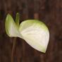 Künstlicher Zweig Anthurie weiß-grün 55 cm