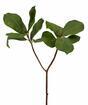Künstlicher Zweig Magnolie 65 cm