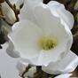 Künstlicher Zweig Magnoliencreme 100 cm