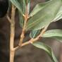 Künstlicher Zweig Olivenbaum mit Oliven 85 cm