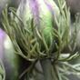 Künstlicher Zweig Schwarz-Grün-Violett 55 cm