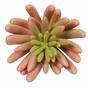 Kunstpflanze Echeveria rosa 11 cm