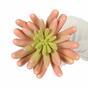 Kunstpflanze Echeveria rosa 11 cm