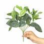 Die künstliche Pflanze Fittonia weiß 25 cm