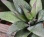 Kunstpflanze Haworthia 13 cm