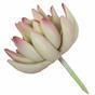 Kunstpflanze Lotus Echeveria 10 cm