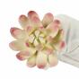 Kunstpflanze Lotus Echeveria 10 cm