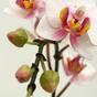 Kunstpflanze Orchidee rosa 50 cm