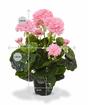 Kunstpflanze Pakost rosa 40 cm
