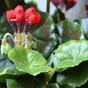 Kunstpflanze Pakost rot 40 cm