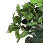 Die künstliche Pflanze Philodendron Cordatum 45 cm