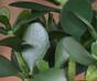 Kunstpflanze Tučnolist 30 cm