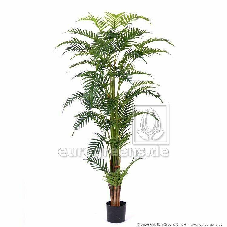 Palma Areca Royal vo veľkosti 180 centimetrov.