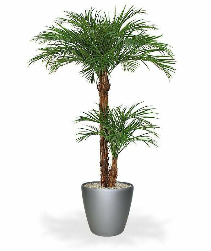 Palma Areca vo veľkosti 225 centimetrov.